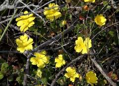 Hibbertia truncata