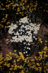 Rhodanthe corymbiflora