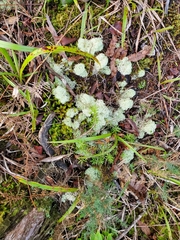 Cladonia confusa