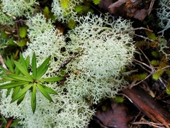 Cladonia confusa