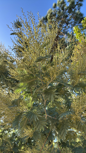 Acacia decurrens observed 2026-10-28