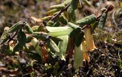 Correa reflexa reflexa