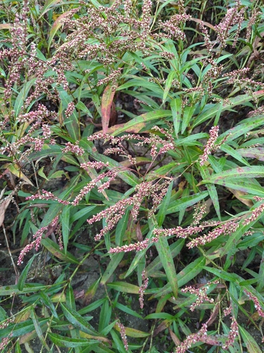 Persicaria glabra observed 2026-10-28
