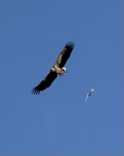 Haliaeetus albicilla observed 2026-10-28