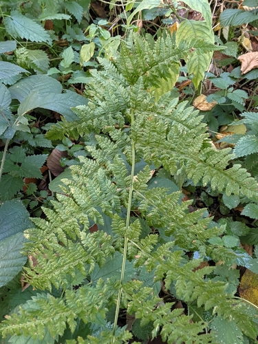 Dryopteris carthusiana observed 2026-10-28