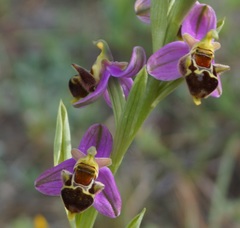 Ophrys × vallis-costae