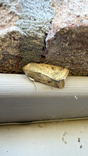 Helicoverpa zea observed 2026-10-28