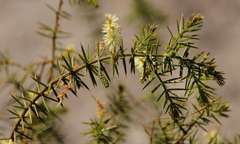 Acacia verticillata verticillata