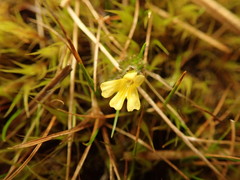 Euphrasia cockayneana