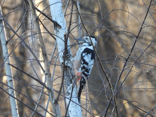 Dendrocopos leucotos, 2026-10-28