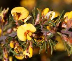 Pultenaea mollis