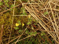 Euphrasia cockayneana
