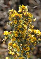 Pultenaea mollis