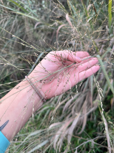 Panicum observed 2026-10-28