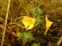 Euphrasia cockayneana
