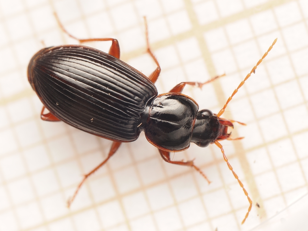 Synuchus congruus
