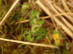 Euphrasia cockayneana