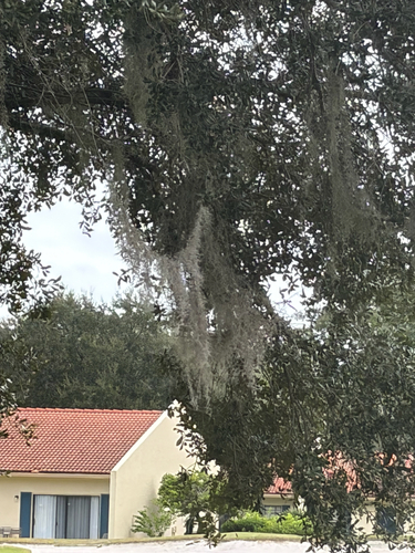 Tillandsia usneoides observed 2026-10-28