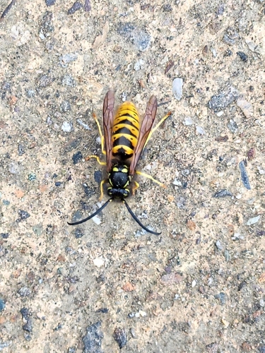 Vespula vulgaris observed 2026-10-28