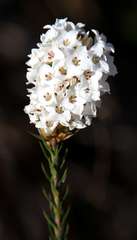 Epacris lanuginosa