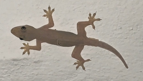 Hemidactylus platyurus observed 2026-10-28
