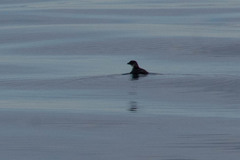 Pelecanoides urinatrix