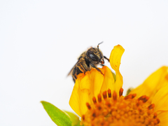 Pseudoanthidium repetitum