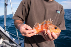 Helicolenus percoides