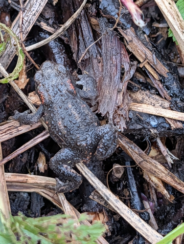 Bufo observed 2026-10-28