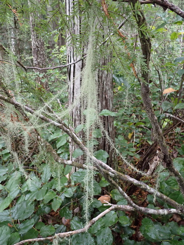 Usnea observed 2026-10-27
