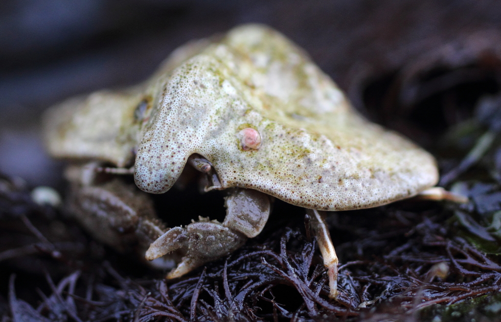 butterfly crab