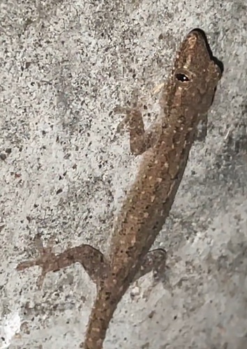 Hemidactylus frenatus observed 2026-10-28