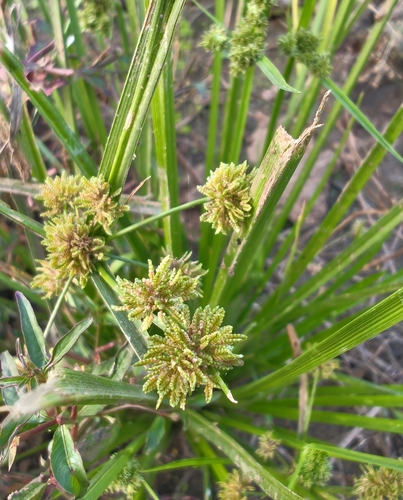 Cyperus difformis observed 2026-10-25