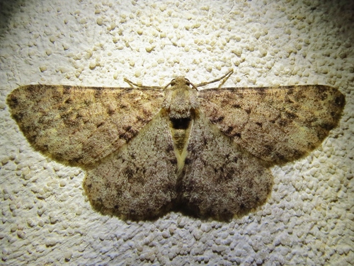 Stenoporpia margueritae