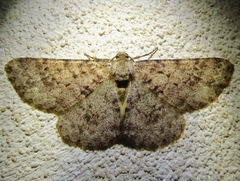 Stenoporpia margueritae