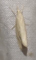 Calamotropha paludella