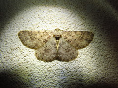 Stenoporpia margueritae