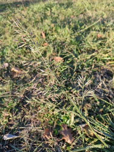 Festuca observed 2026-10-28