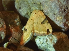 Micrathetis costiplaga