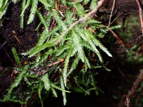 Plagiothecium undulatum observed 2026-10-27