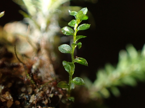 Tetraphis pellucida observed 2026-10-27