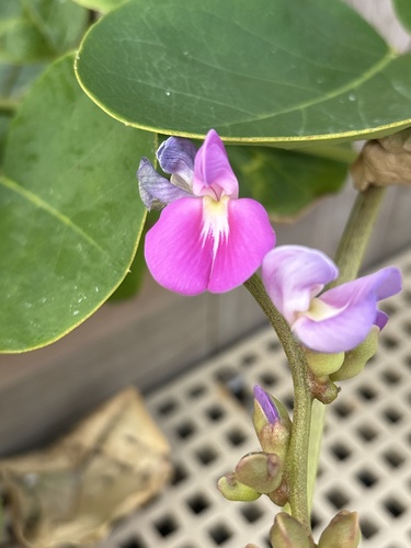 Canavalia rosea observed 2026-10-28