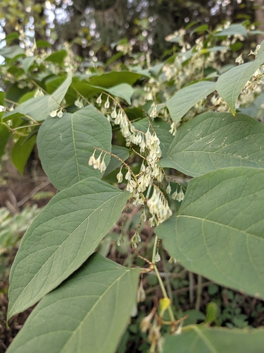 Reynoutria japonica observed 2026-10-28