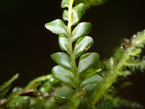 Plagiochila asplenioides observed 2026-10-27