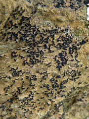 Opegrapha diaphoriza