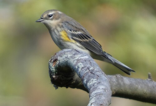 Setophaga coronata observed 2026-10-28
