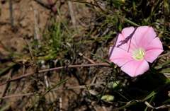 Convolvulus angustissimus