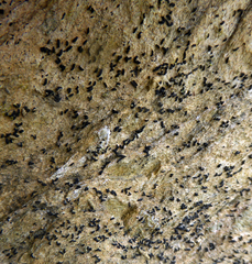 Opegrapha diaphoriza