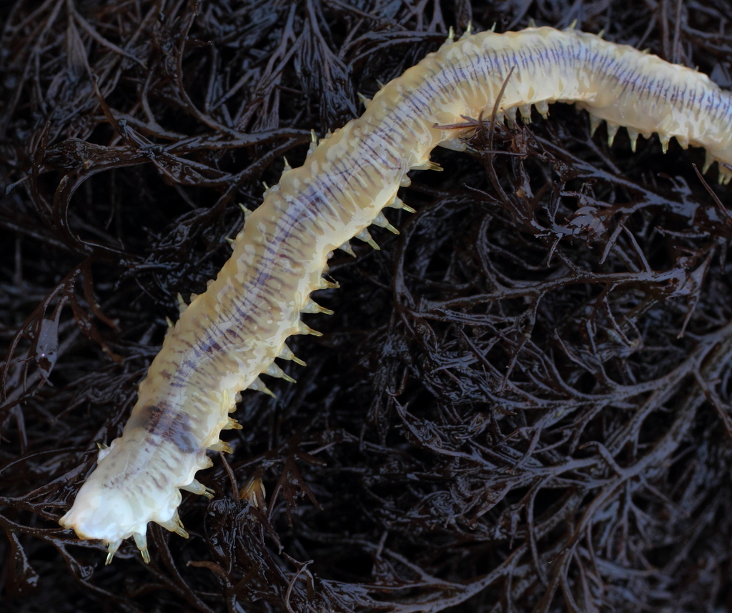 Red-banded Commensal Scaleworm
