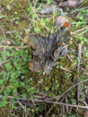 Peltigera observed 2026-10-27